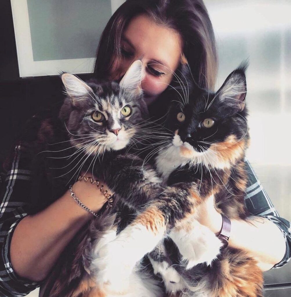 big maine coons
