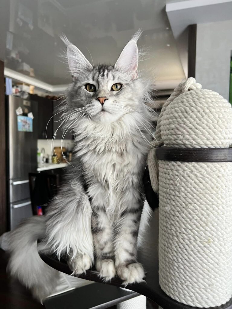 Maine coon kittens for sale $450