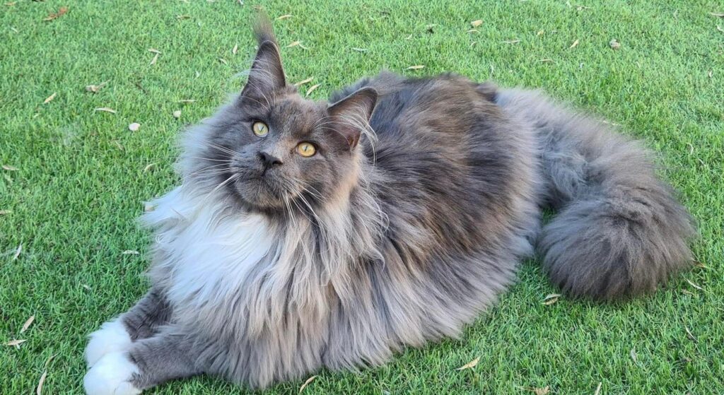 Maine coon kittens for sale, maine coon kittens, maine coon cats for sale, maine coon cats, maine coon, maine coon online