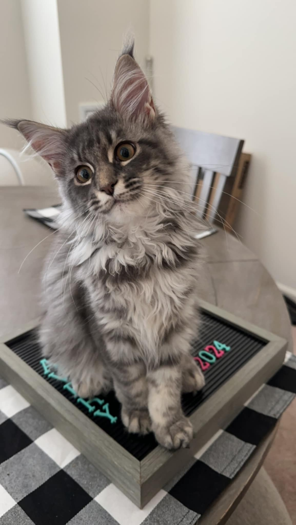 maine coon kittens for sale $450 nj 